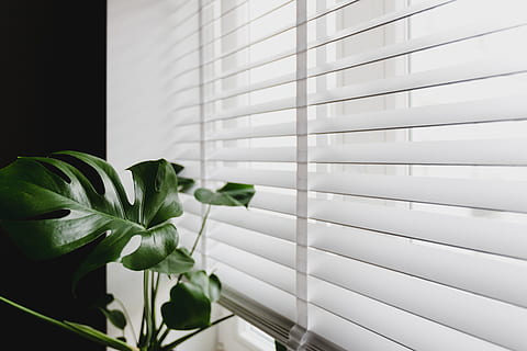 white conservatory blinds behind plant